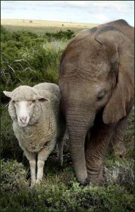 Sheep compassion